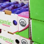 Se mantiene exportación de mango mexicano hacia Estados Unidos